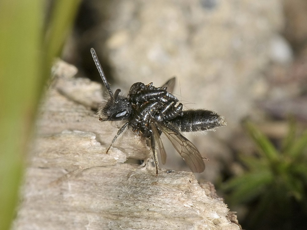 Triungulini invadenti